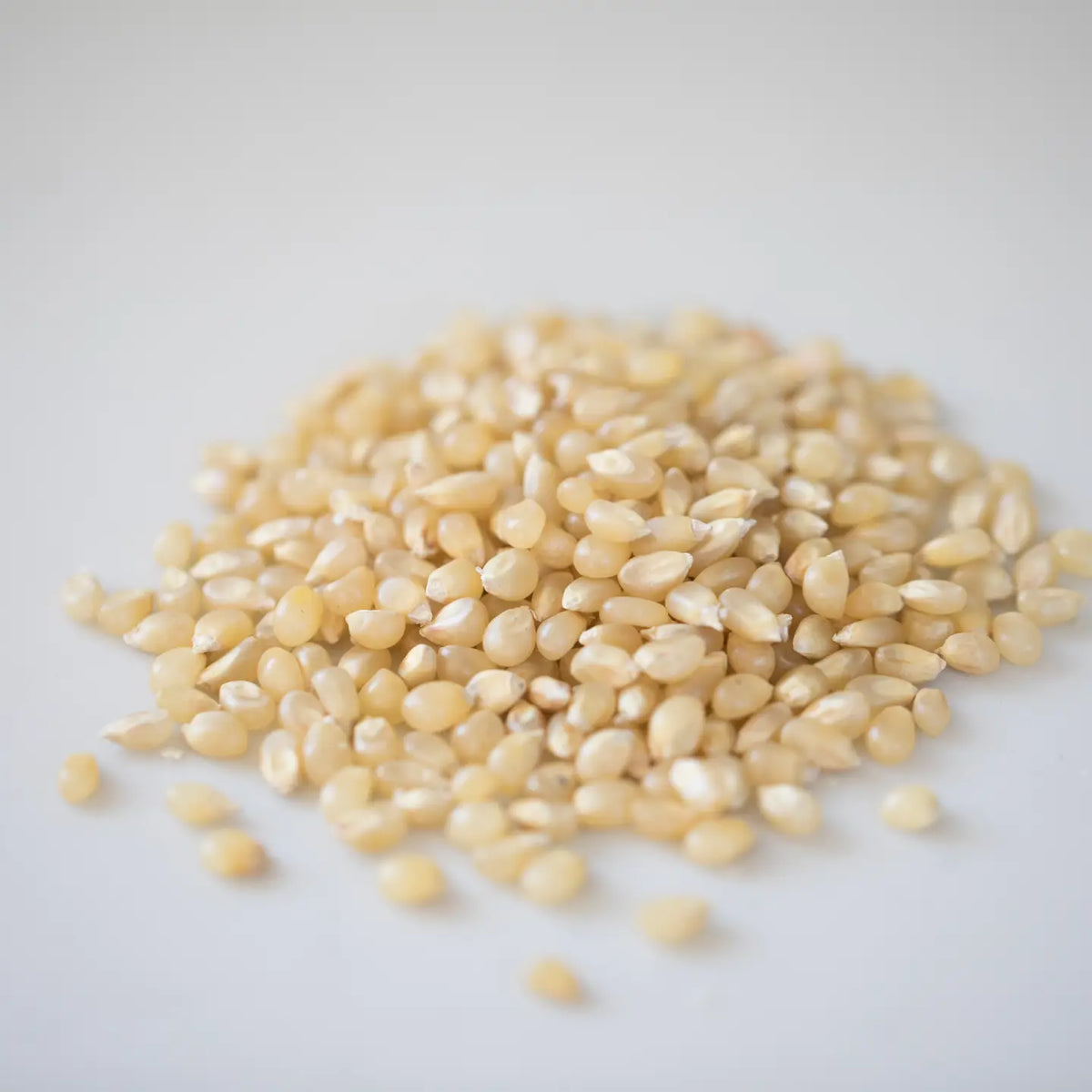 Baby White Hulless Popcorn