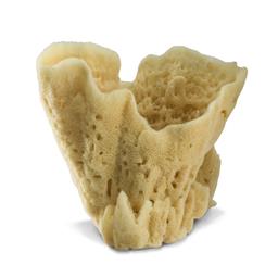 Sponge Giant Vase 10-13in
