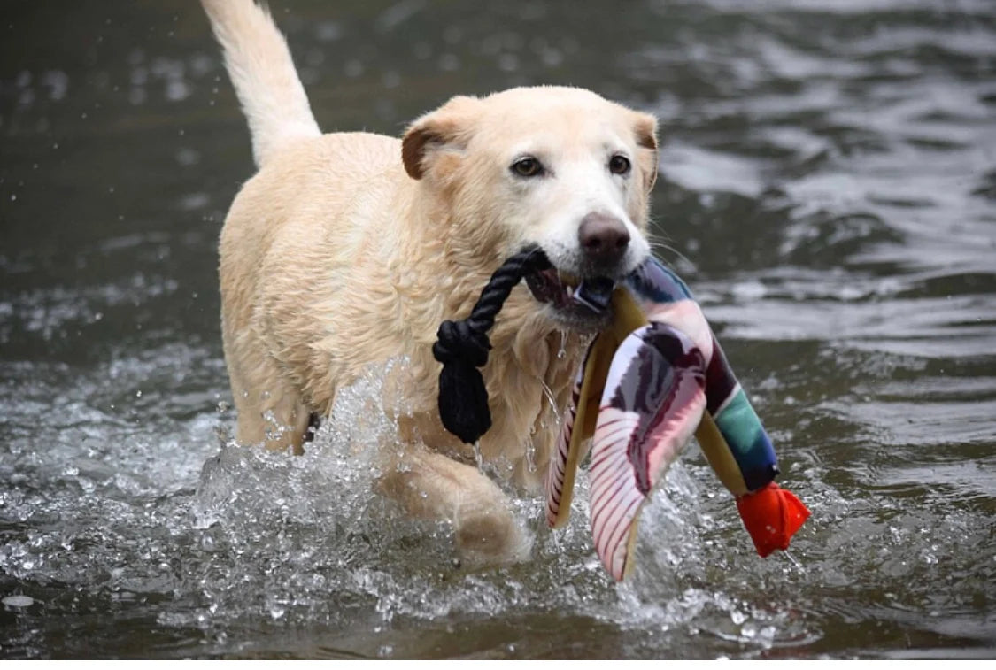 Fly and Fetch Launching Toy | Duck