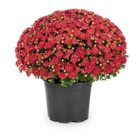 Mum 27"